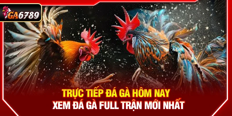 Trực Tiếp Đá Gà Hôm Nay - Xem Đá Gà Full Trận Mới Nhất 1 Trực Tiếp Đá Gà Hôm Nay - Xem Đá Gà Full Trận Mới Nhất