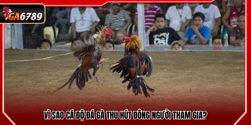 Kinh Nghiệm Cá Độ Đá Gà Thực Tế Từ Người Chơi Lâu Năm 2 Lý do cá độ đá gà thu hút đông đảo người chơi